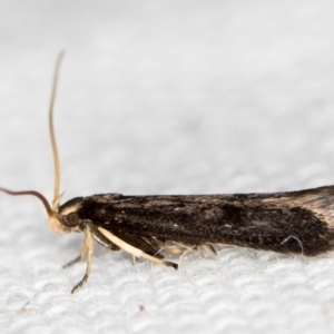 Lecithocera terrigena at Melba, ACT - 16 Feb 2021