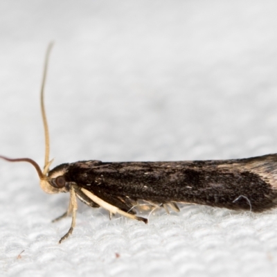 Lecithocera terrigena (Lecithocera terrigena) at Melba, ACT - 16 Feb 2021 by Bron