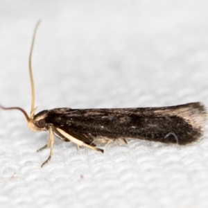 Lecithocera terrigena at Melba, ACT - 16 Feb 2021