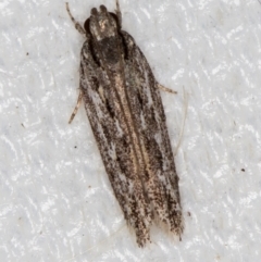 Ardozyga undescribed species nr amblopis (A Gelechioid moth) at Melba, ACT - 16 Feb 2021 by Bron