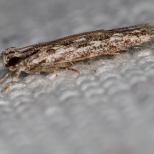 Ardozyga undescribed species nr amblopis at Melba, ACT - 16 Feb 2021