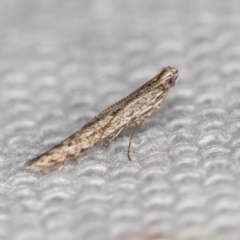 Gracillariidae (family) (A leafminer moth) at Melba, ACT - 16 Feb 2021 by Bron