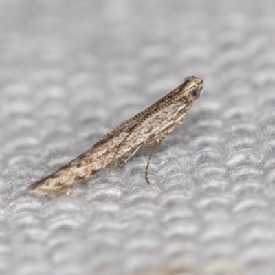 Gracillariidae (family) (A leafminer moth) at Melba, ACT - 16 Feb 2021 by Bron