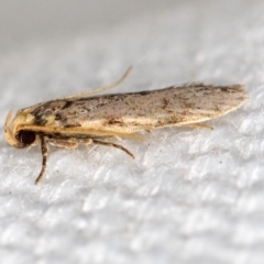 Ardozyga undescribed species nr amblopis (A Gelechioid moth) at Melba, ACT - 16 Feb 2021 by Bron