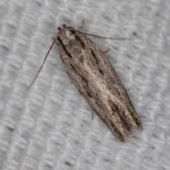 Ardozyga undescribed species nr amblopis at Melba, ACT - 16 Feb 2021 12:48 PM