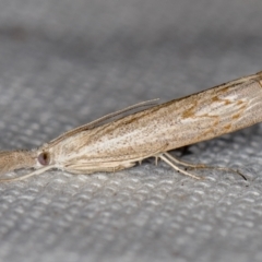 Culladia cuneiferellus at Melba, ACT - 16 Feb 2021