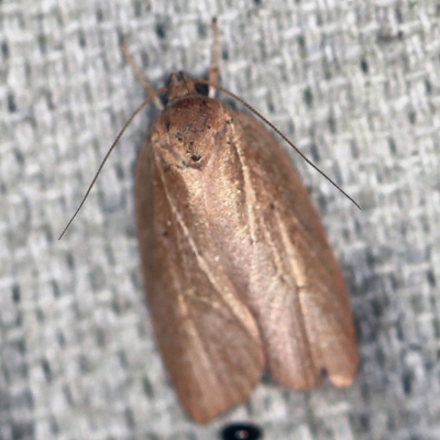Oecophoridae (family) (Unidentified Oecophorid concealer moth) at O'Connor, ACT - 30 Jan 2021 by ibaird