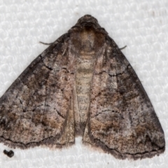 Dysbatus undescribed species (A Line-moth) at Melba, ACT - 16 Feb 2021 by Bron