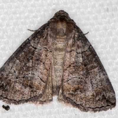 Dysbatus undescribed species (A Line-moth) at Melba, ACT - 16 Feb 2021 by Bron