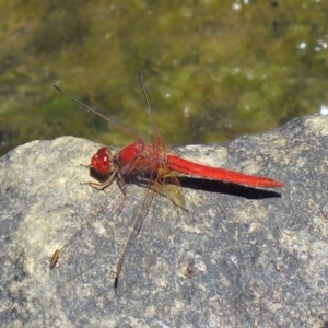 Diplacodes haematodes at Lawson, ACT - 28 Feb 2021