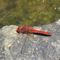 Diplacodes haematodes (Scarlet Percher) at Lawson, ACT - 28 Feb 2021 by SandraH