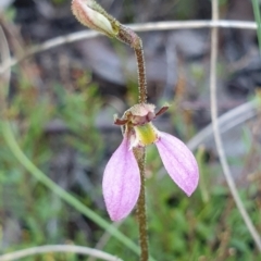 Eriochilus cucullatus (Parson's Bands) at Aranda Bushland - 25 Feb 2021 by drakes