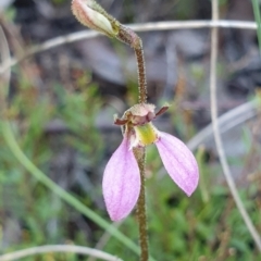 Eriochilus cucullatus (Parson's Bands) at Cook, ACT - 25 Feb 2021 by drakes