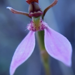 Eriochilus cucullatus at Cook, ACT - 26 Feb 2021