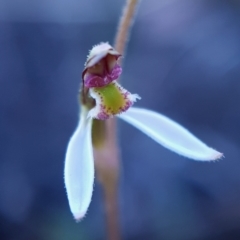 Eriochilus cucullatus at Cook, ACT - 26 Feb 2021