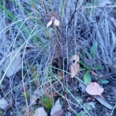 Eriochilus cucullatus at Cook, ACT - 26 Feb 2021