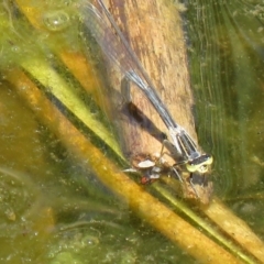 Ischnura heterosticta (Common Bluetail Damselfly) at Lawson, ACT - 28 Feb 2021 by SandraH