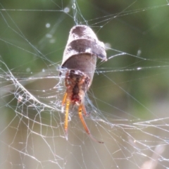 Phonognatha graeffei (Leaf Curling Spider) at Macarthur, ACT - 28 Feb 2021 by RodDeb