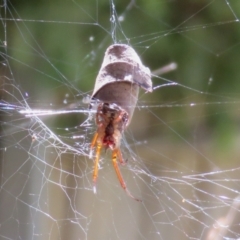 Phonognatha graeffei at Macarthur, ACT - 28 Feb 2021