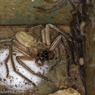 Delena cancerides (Social huntsman spider) at Cotter Reserve - 6 Feb 2021 by BIrdsinCanberra