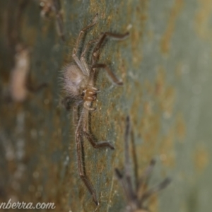 Delena cancerides at Coree, ACT - 7 Feb 2021 06:12 AM