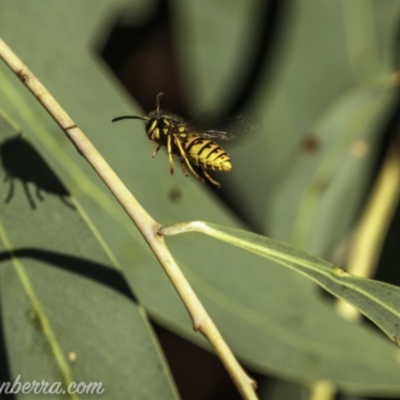 Vespula germanica (European wasp) at Coree, ACT - 6 Feb 2021 by BIrdsinCanberra