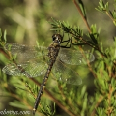 Hemicordulia tau (Tau Emerald) at Coree, ACT - 7 Feb 2021 by JonSteinbeck