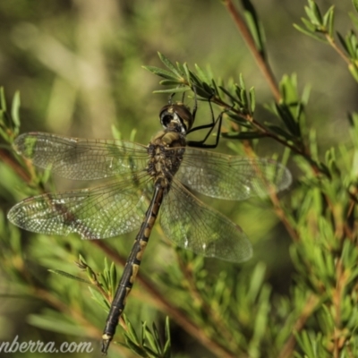Hemicordulia tau (Tau Emerald) at Coree, ACT - 7 Feb 2021 by JonSteinbeck