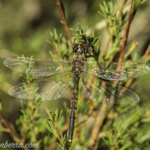 Hemicordulia tau at Coree, ACT - 7 Feb 2021 06:55 AM