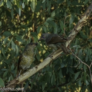 Ptilonorhynchus violaceus at Uriarra Village, ACT - 14 Feb 2021