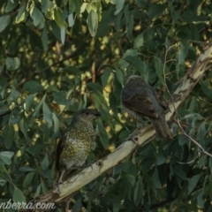 Ptilonorhynchus violaceus at Uriarra Village, ACT - 14 Feb 2021