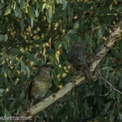 Ptilonorhynchus violaceus at Uriarra Village, ACT - 14 Feb 2021