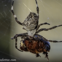 Araneinae (subfamily) (Orb weaver) at Coree, ACT - 14 Feb 2021 by JonSteinbeck