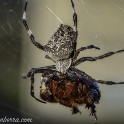 Araneinae (subfamily) (Orb weaver) at Coree, ACT - 13 Feb 2021 by BIrdsinCanberra