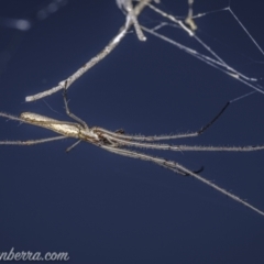 Tetragnatha sp. (genus) (Long-jawed spider) at Coree, ACT - 13 Feb 2021 by BIrdsinCanberra