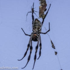 Trichonephila edulis (Golden orb weaver) at Cotter Reservoir - 13 Feb 2021 by BIrdsinCanberra