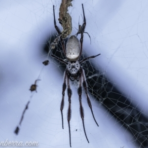 Trichonephila edulis at Coree, ACT - 14 Feb 2021