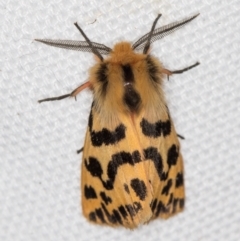 Ardices curvata (Crimson Tiger Moth) at Melba, ACT - 17 Feb 2021 by Bron
