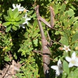 Archimantis latistyla at Murrumbateman, NSW - 28 Feb 2021