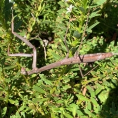 Archimantis latistyla at Murrumbateman, NSW - 28 Feb 2021 02:07 PM