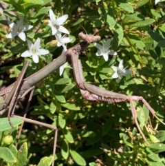 Archimantis latistyla at Murrumbateman, NSW - 28 Feb 2021