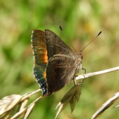 Paralucia aurifera (Bright Copper) at Gibraltar Pines - 28 Feb 2021 by MatthewFrawley