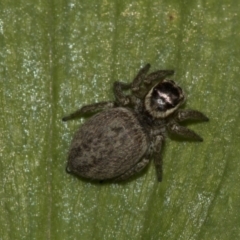 Maratus griseus (Jumping spider) at Higgins, ACT - 16 Nov 2019 by AlisonMilton