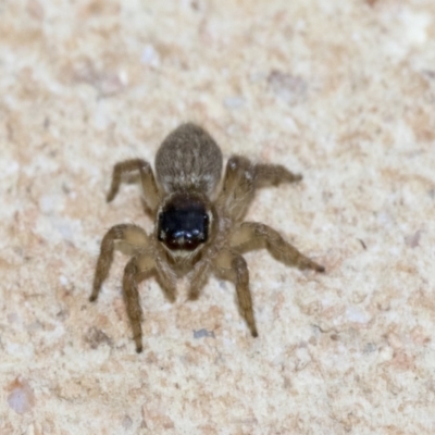 Maratus griseus (Jumping spider) at Higgins, ACT - 26 Dec 2019 by AlisonMilton