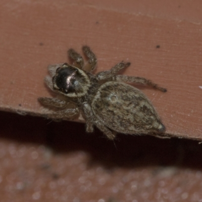 Maratus griseus (Jumping spider) at Higgins, ACT - 28 Dec 2019 by AlisonMilton