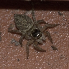 Maratus griseus at Higgins, ACT - 28 Dec 2019