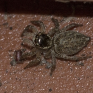 Maratus griseus at Higgins, ACT - 28 Dec 2019