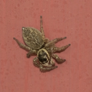 Maratus griseus at Higgins, ACT - 28 Dec 2019