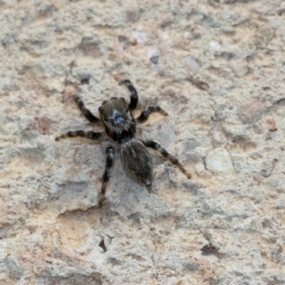 Maratus griseus (Jumping spider) at Higgins, ACT - 1 Jan 2020 by AlisonMilton
