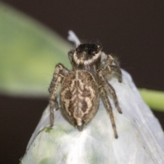 Hypoblemum griseum (Jumping spider) at Higgins, ACT - 15 Nov 2019 by AlisonMilton